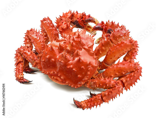Kamchatka king crab isolated on white