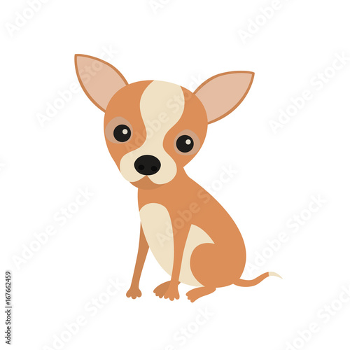 Little cute sitting chihuahua puppy. Little brown pocket dog, isolated on white background.