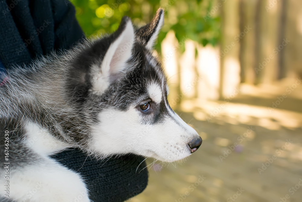 a small dog sits on his hands. husky.