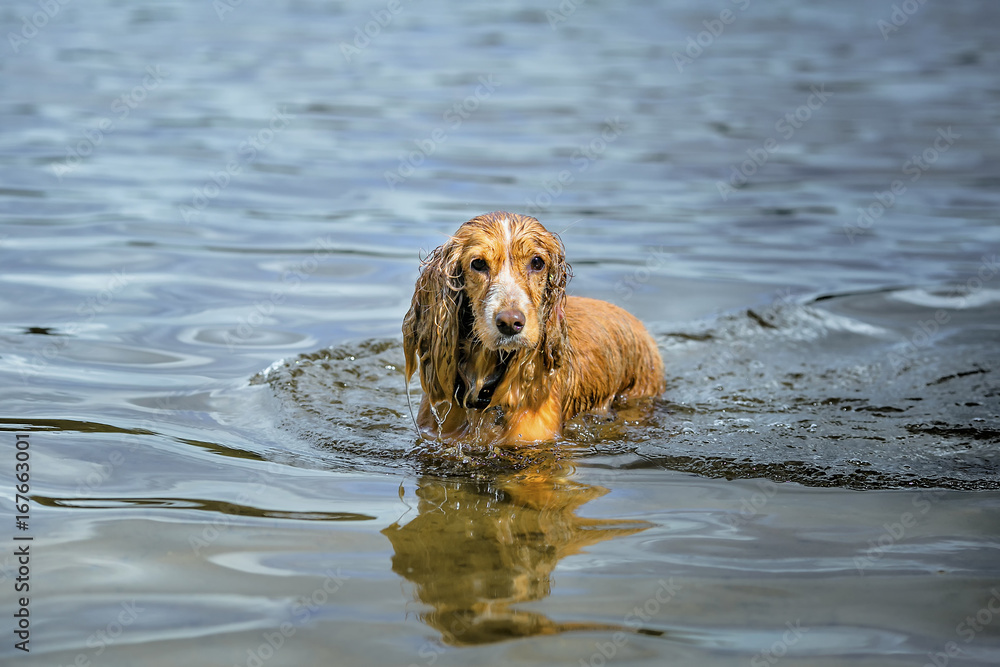  ..the Spaniel dog goes in the water