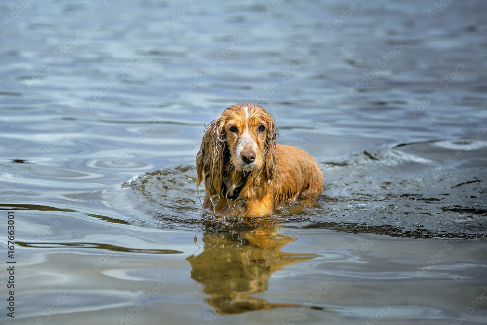 ..the Spaniel dog goes in the water ..the Spaniel dog goes in the water