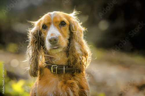 Spaniel dog portrait