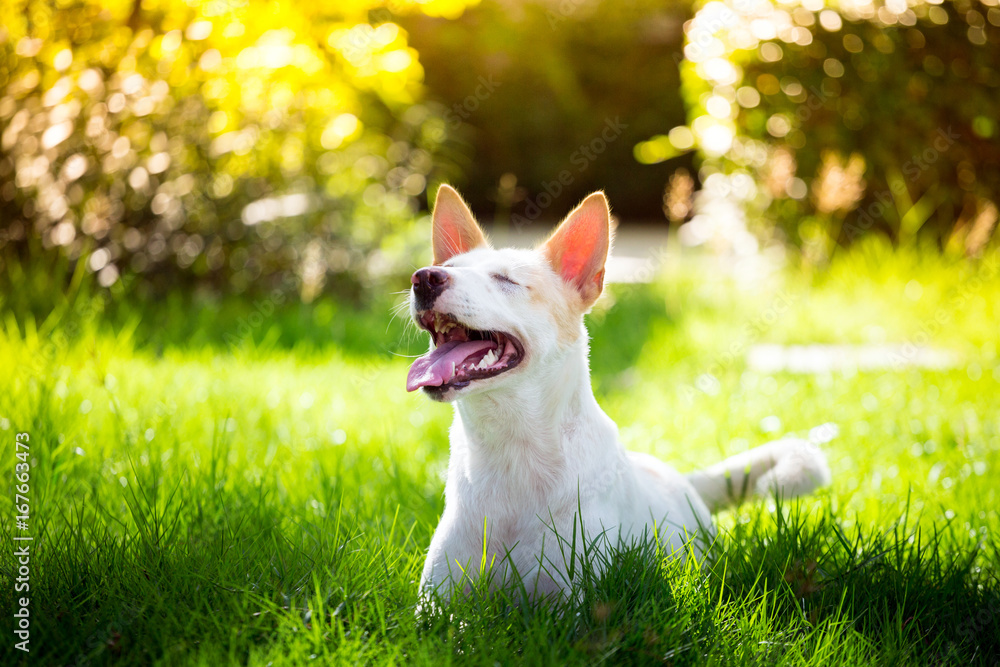 Thai dog with disabilities so cute in the garden Thai dog with disabilities so cute in the garden