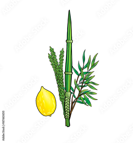 Sukkot four species logo isolated on white. Jewish traditional four symbols lulav, etrog for Jewish Holiday Sukkot. Vector Autumn Fest. Rosh Hashanah Israel Sukkah
