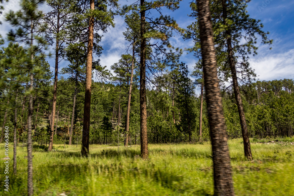 Pines in the Meadow