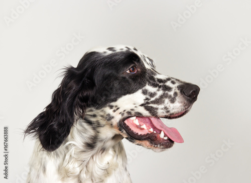 Portrait profile english setter dog looking