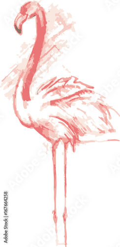 Color sketch of pink flamingos © soul_romance