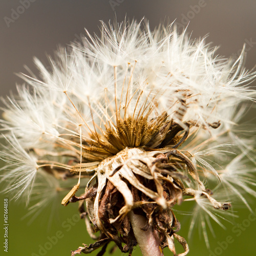 Fototapeta Naklejka Na Ścianę i Meble -  Samen vom Löwenzahn, Makrofotografie