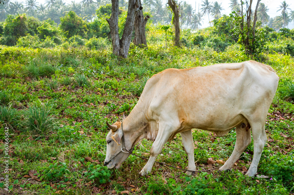Cow grazing on a green meadow in sunny day. Farm animals. Cow grazing on a green meadow in sunny day. Farm animals.