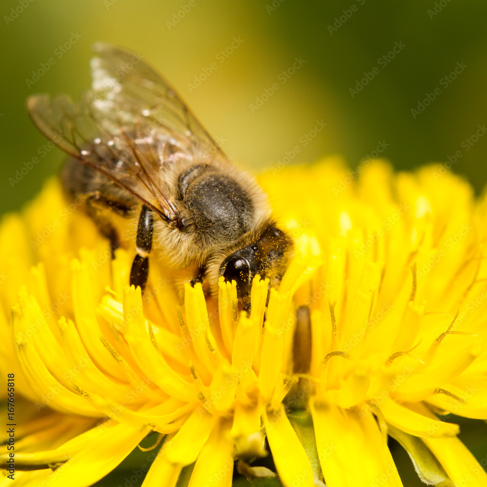 Honigbiene auf Löwenzahnblüte