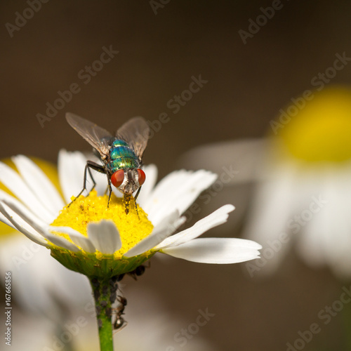 Goldfliege (Lucilia sericata), Schmeißfliege (Calliphoridae) photo