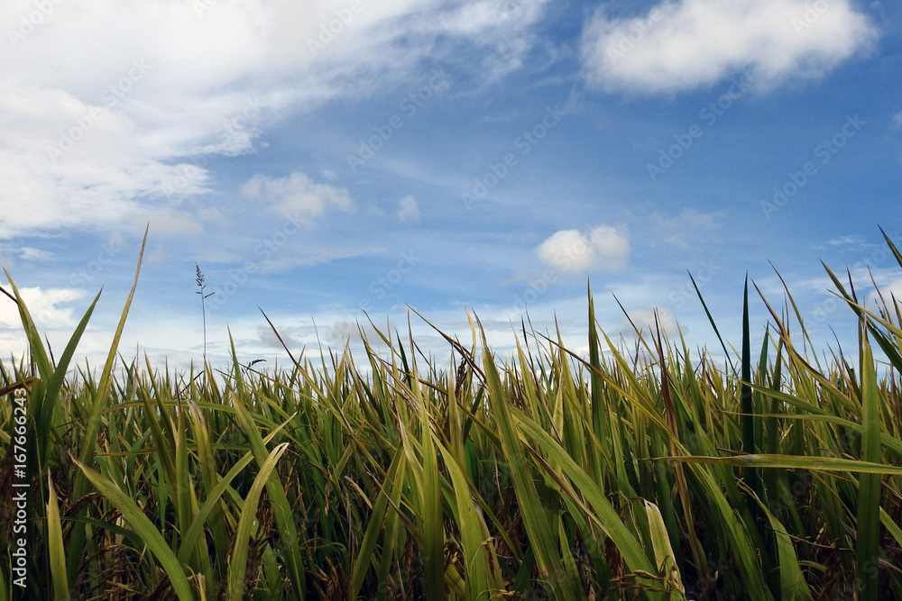 Obraz premium paddy field