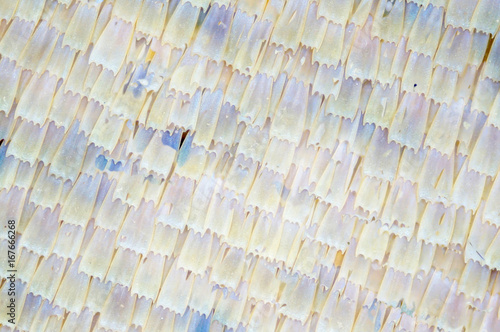 Micro photo of butterfly's wing