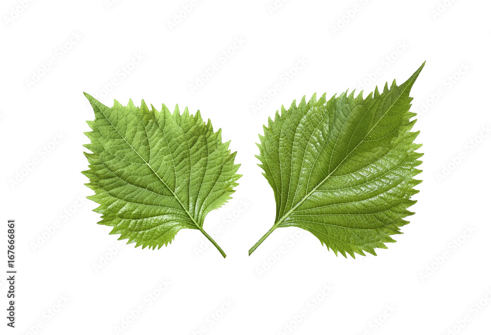 Fototapeta premium Two perilla leaves isolated on white background