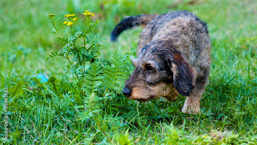 An active dachshund examining a plant