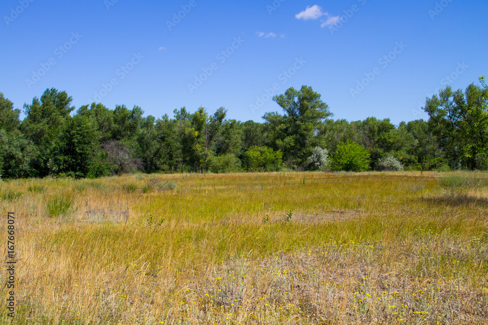 Summer landscape with green trees, meadow and blue sky