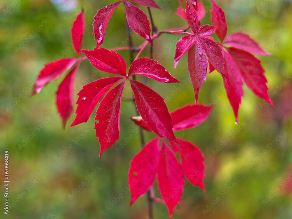 Colorful red autumn leaves hanging from a tree in Topcider park, Belgrade, Serbia Colorful red autumn leaves hanging from a tree in Topcider park, Belgrade, Serbia