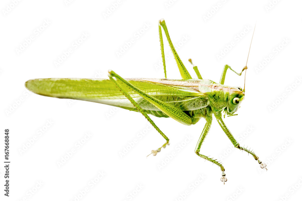 Locust isolated on white background. Green insect on white Locust isolated on white background. Green insect on white