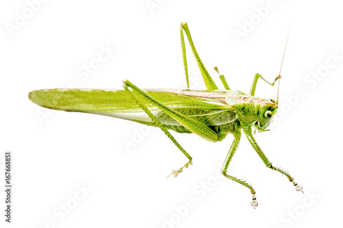 Locust isolated on white background. Green insect on white