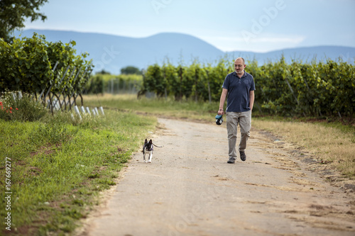 Man walking dog in the vineyards