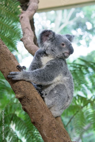 Portrait of Koala Standing on Tree Branch