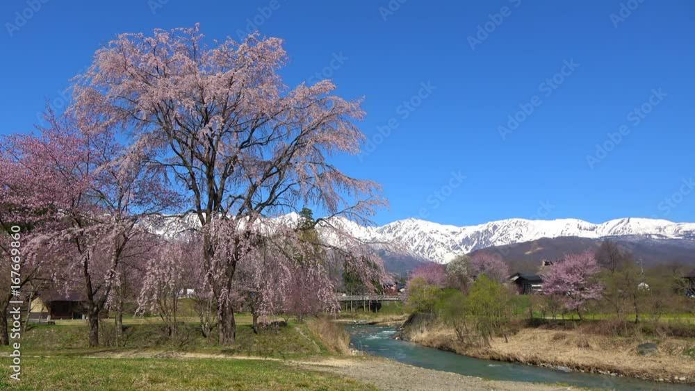 大出公園の桜と白馬三山 大出公園の桜と白馬三山