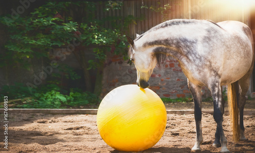 Принти на полотні Gray horse looking at big yellow ball in sand paddock