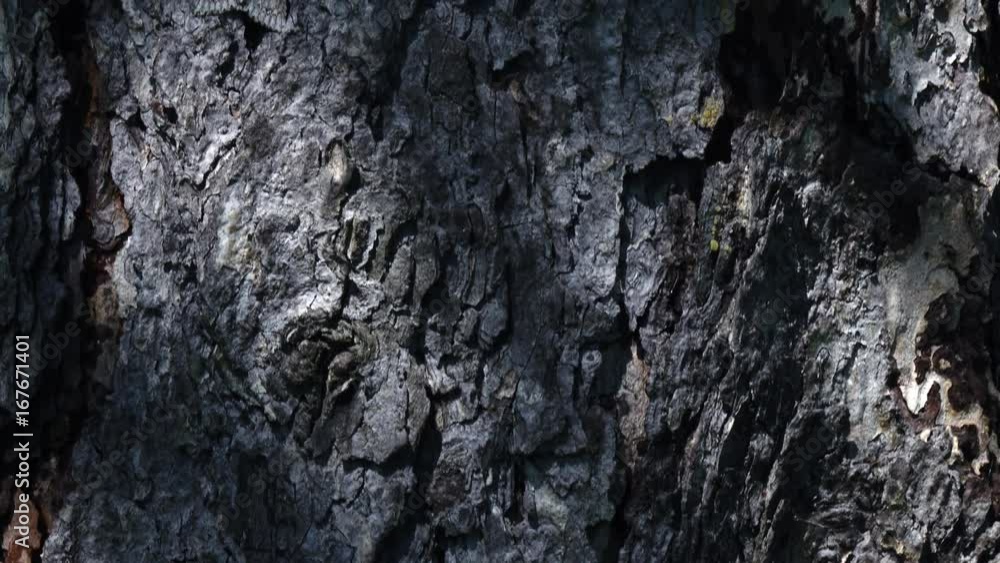 Bark of conifer tree with camouflaged moth. Camera slowly moving lengthwise the trunk. Closeup view of beautiful nature with light, shadows and big insect. 4K
Bark of conifer tree with camouflaged moth. Camera slowly moving lengthwise the trunk. Closeup view of beautiful nature with light, shadows and big insect. 4K