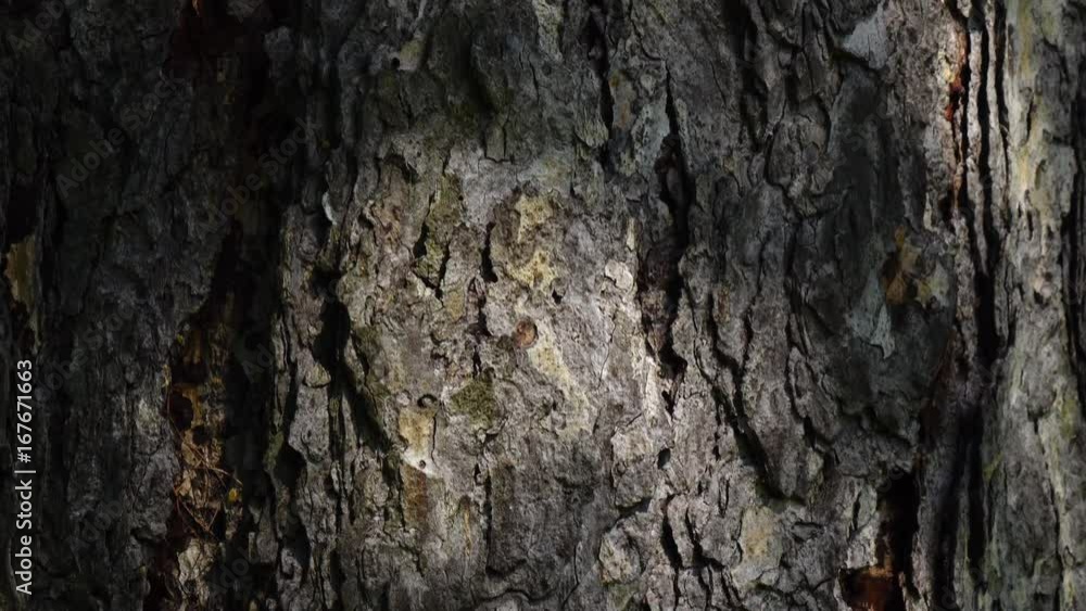 Beautiful texture of conifer tree bark with play of light. Camera slowly moving lengthwise the trunk. Vertical panoramic scene from up to down. Closeup view of peaceful nature. 4K
Beautiful texture of conifer tree bark with play of light. Camera slowly moving lengthwise the trunk. Vertical panoramic scene from up to down. Closeup view of peaceful nature. 4K