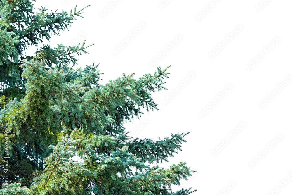 Part of blue spruce tree isolated on white background with copy space for your text