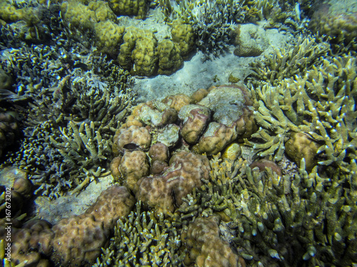 Die Unterwasserwelt eines indonesischen Korallenriffs