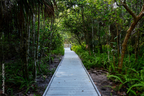 nature walking trail through the wetlands of Florida