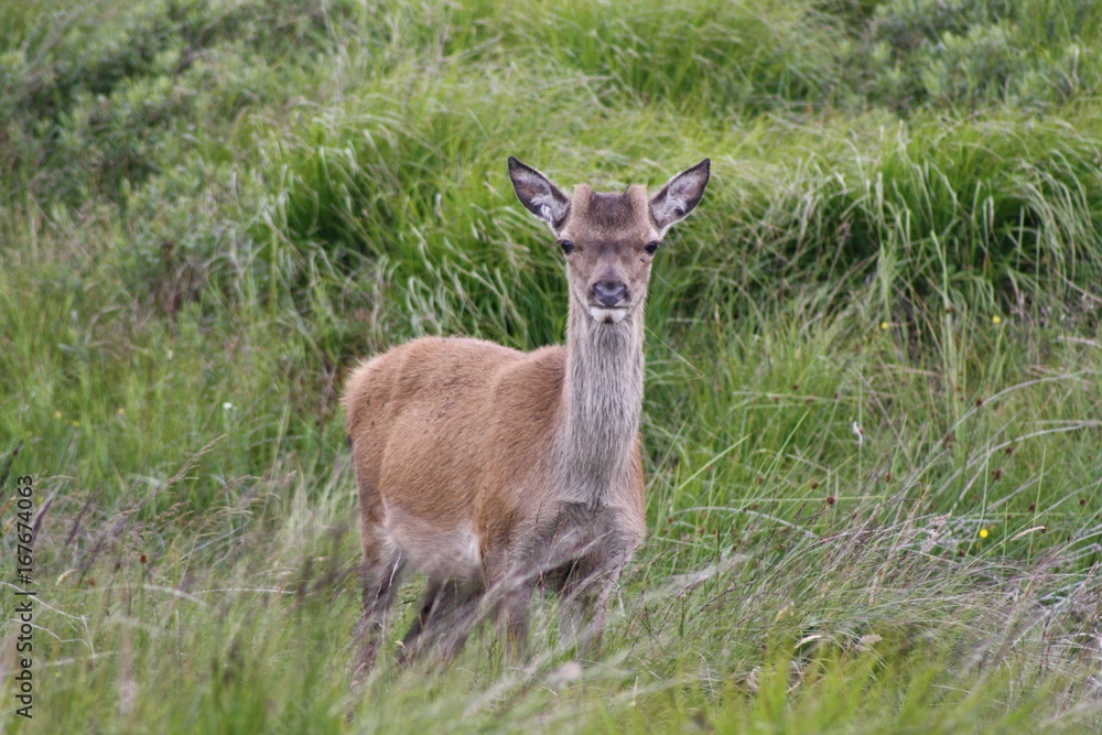 Biche Biche