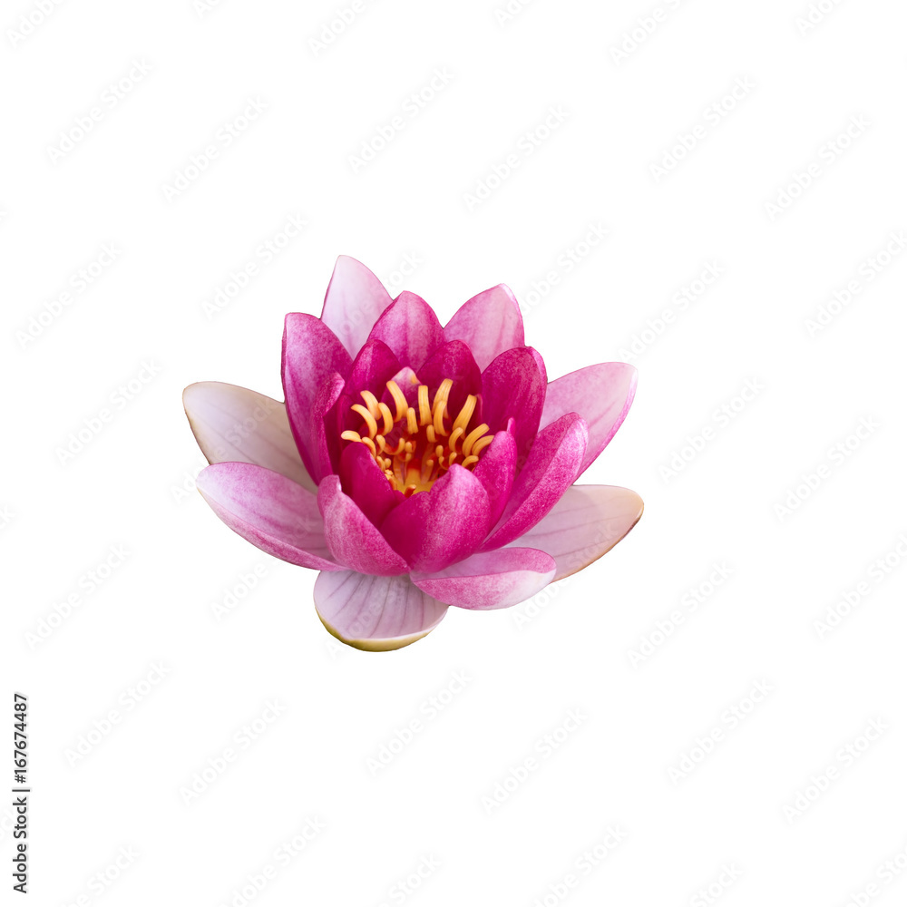 pink Lotus isolated on white background pink Lotus isolated on white background