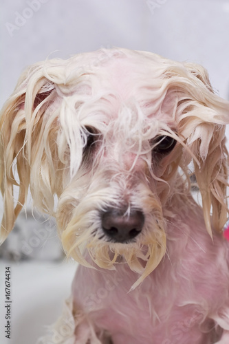 Face of wet dog. Cute white maltese taking bath.