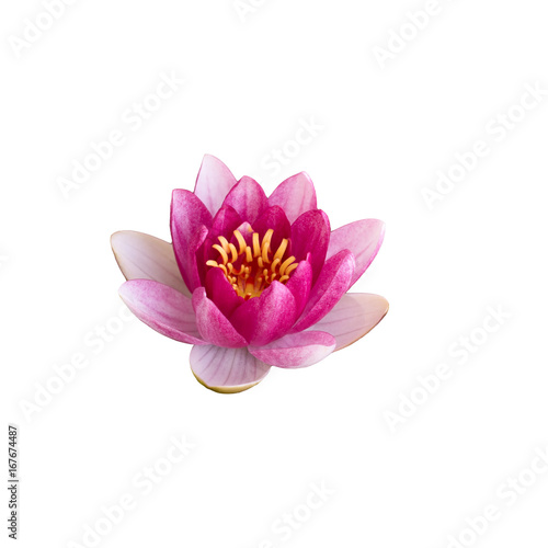 pink Lotus isolated on white background