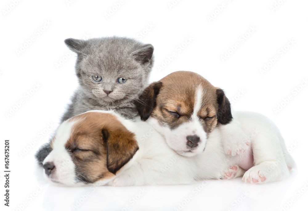 Cute kitten and sleeping puppies Jack Russell. isolated on white background