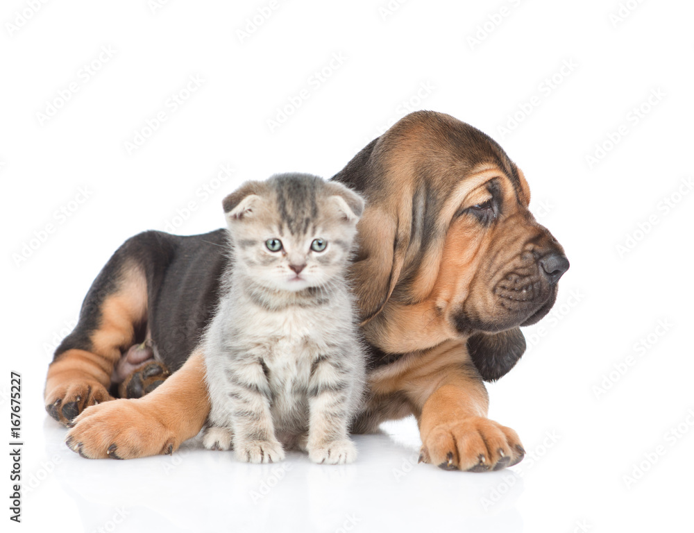 Bloodhound puppy embracing kitten. isolated on white background Bloodhound puppy embracing kitten. isolated on white background
