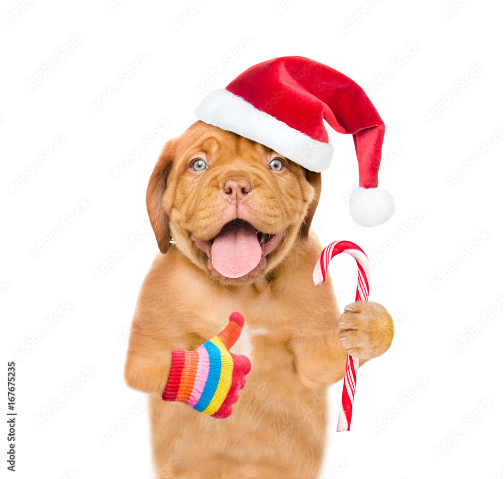 Puppy in red santa hat with Christmas candy cane showing thumbs up. isolated on white background Puppy in red santa hat with Christmas candy cane showing thumbs up. isolated on white background