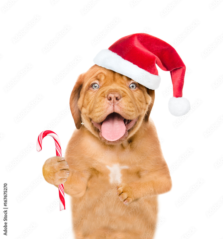 Bordeaux puppy in red christmas hat holding candy cane in his paw. isolated on white background