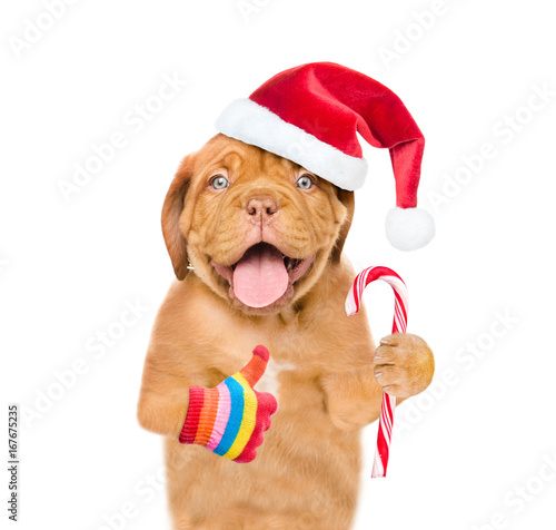 Puppy in red santa hat with Christmas candy cane showing thumbs up. isolated on white background