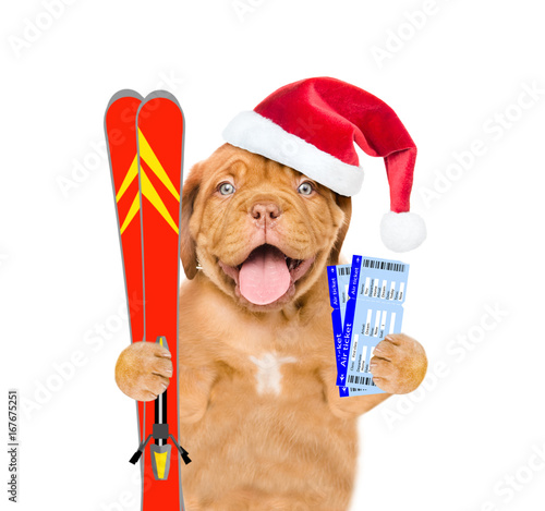 Puppy in red christmas hats with tickets and skiing. isolated on white background © Ermolaev Alexandr