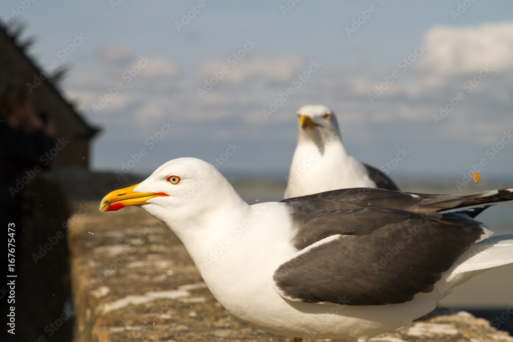 Gulls or seagulls are seabirds of the family Laridae in the suborder Lari at Le Mont-Saint-Michel Gulls or seagulls are seabirds of the family Laridae in the suborder Lari at Le Mont-Saint-Michel