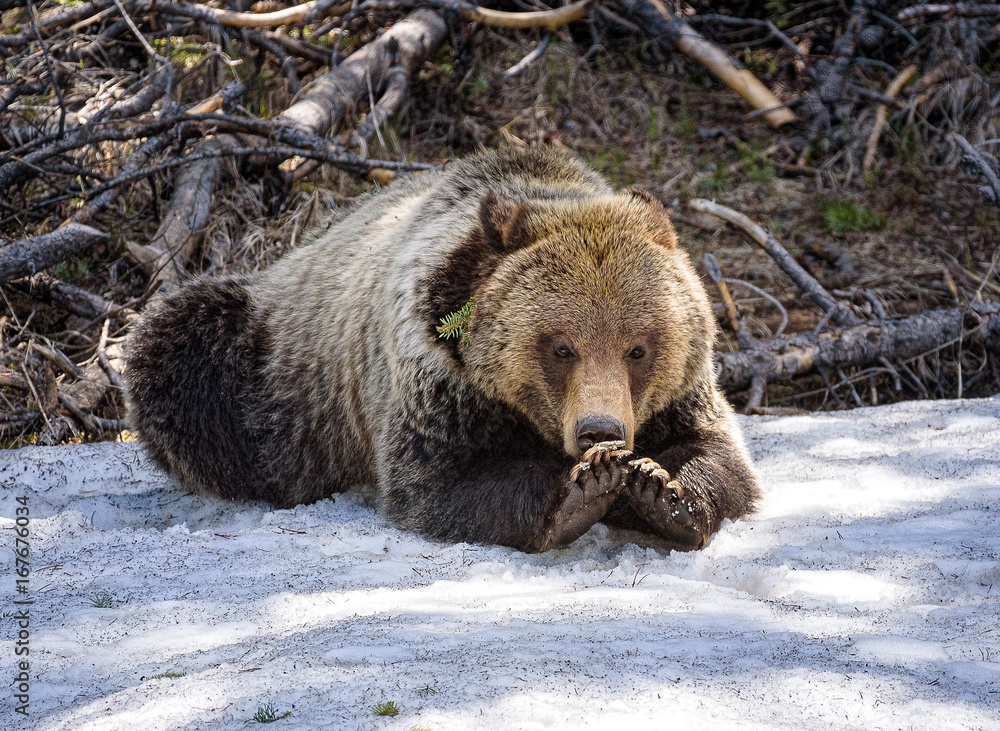 Obraz premium Hmmm...do I need a manicure?