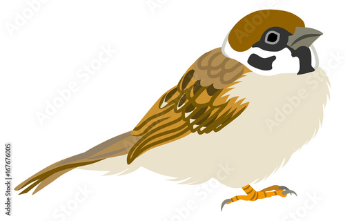 スズメ　右向き Japanese Sparrow Illustration -Side view ,Right