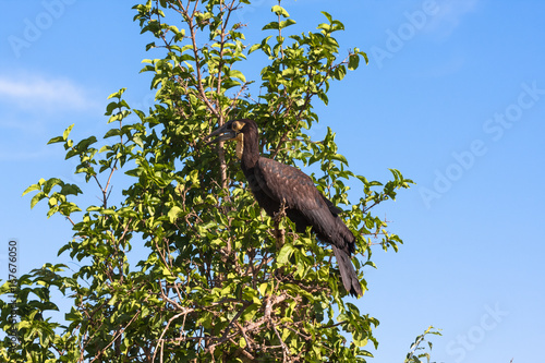 Southhern ground hornbill on branch. Tarangire, Africa photo