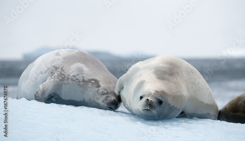Crabeater seal Antarctica