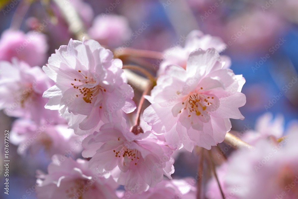 八重桜の季節 八重桜の季節