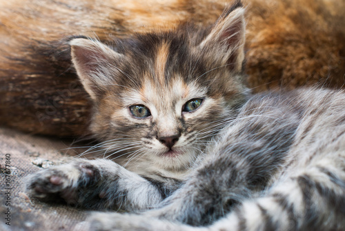 Lying Kitten - Cute Striped Cat Enjoying Life Outdoors - Pets Care Concept