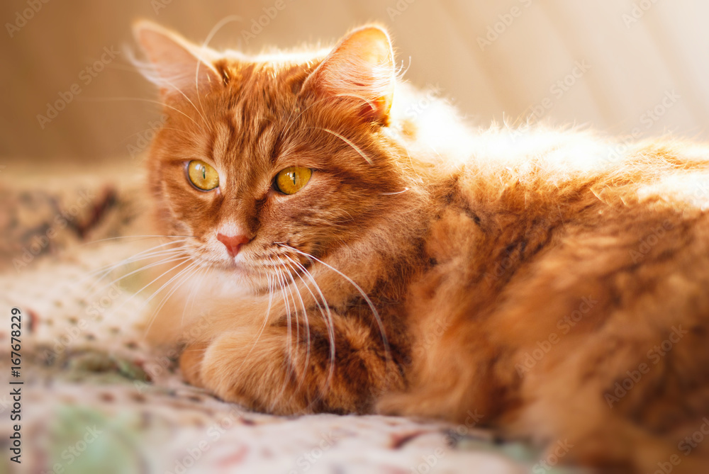 Cute Red Cat relaxing in sun rays at home - cat lying indoor